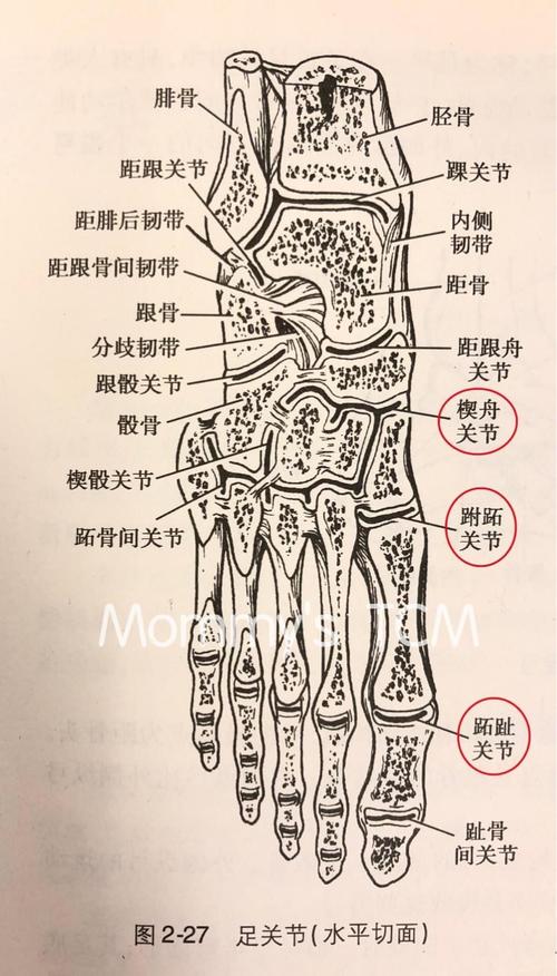 图4. 跖趾关节,跗跖关节,楔舟关节