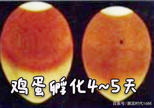 小鸡是怎样孵化的孵小鸡的方法有两种