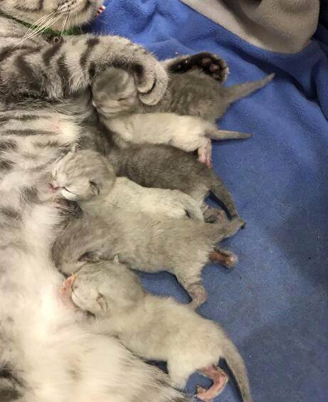 家养刚出生6只小奶猫,英短,折耳,找新家认领