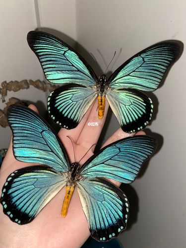 最喜欢的蝴蝶之一|波浪德凤蝶_蓝绿色_金属感_闪光灯