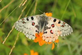 小红珠绢蝶,parnassius nomion,绢蝶科绢蝶属的一个物种.