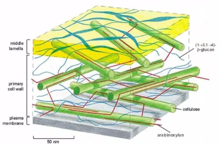 植物细胞壁结构