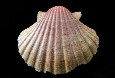 沙滩上的贝壳高清图片