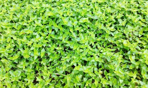 楼顶隔热绿化草坪锦竹草成品详细参数 图片|高