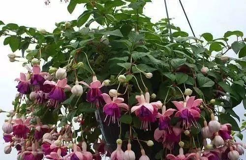 倒挂金钟"度夏死"?掌握小方法,养成大老桩,开成花树,才叫美