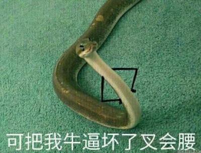蛇的表情包9连