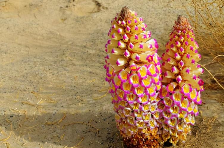 新疆和田管花肉苁蓉:来自沙漠深处 北纬37°诞生的人间珍宝