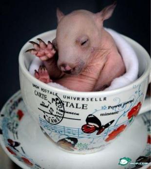 搜罗全球最萌最可爱小动物