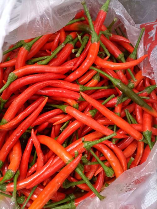 小米椒 艳红小米辣 艳红小米辣  朝天椒 精品小米椒