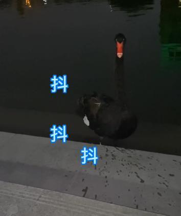 被天鹅保护过的女人后续表情包分享  被天鹅保护过的女人后续是抖音上