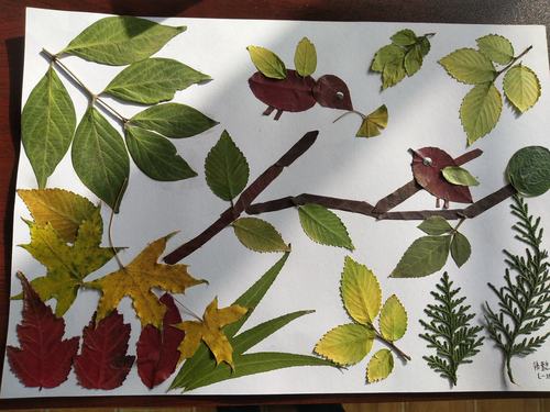 留住秋天,留住美好――夏源完小幼儿园亲子树叶粘贴画