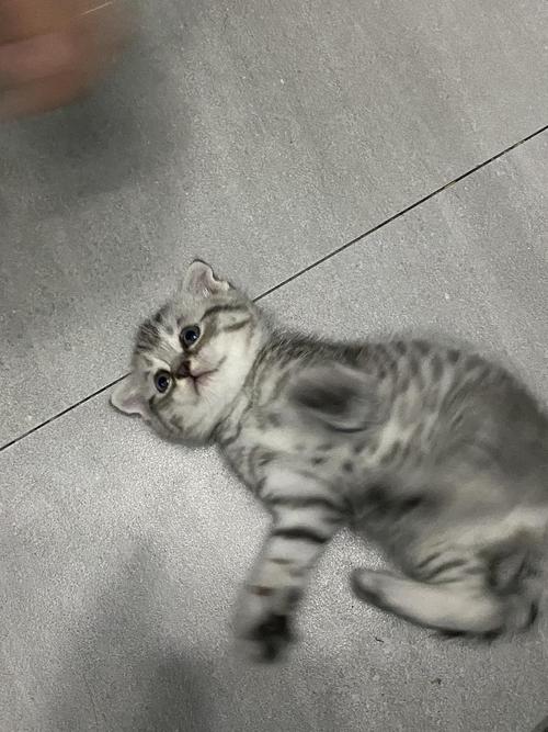 杭州一个多月大的美短串蓝猫小奶猫求领养