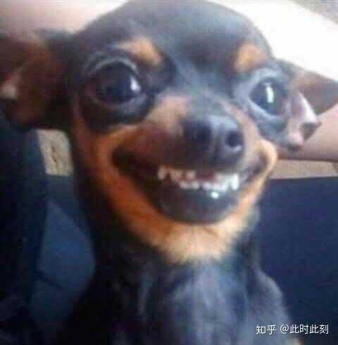 就很傻雕又很可爱的那一种