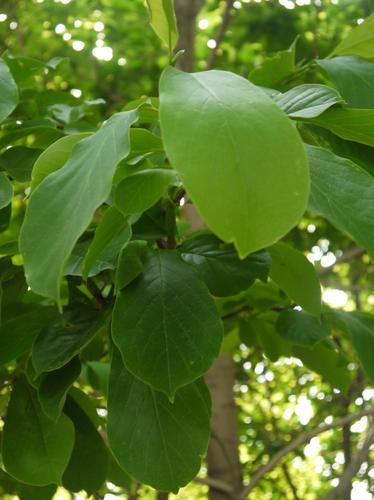 倒卵形:卵形的叶倒转,叶基窄,叶端宽,最宽处在中部以上.如玉兰的叶.