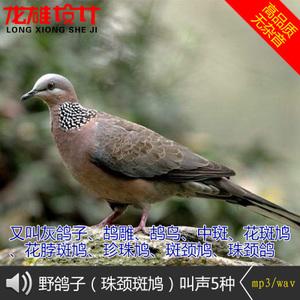 斑鸠叫声