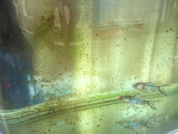 我家鱼缸里老是长一些类似于水藻的东西,在鱼缸壁上,这是什么呀怎么