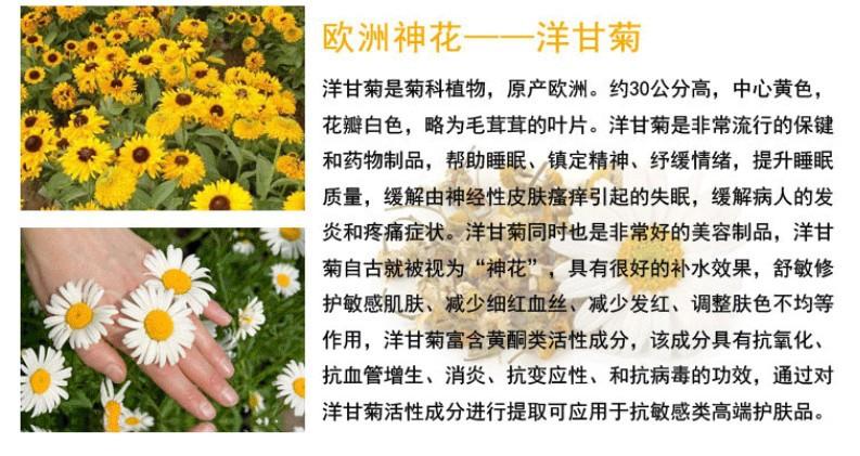 甘菊的功效与作用原来全身是宝