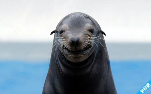 海豹和海狮的区别,海狮与海豹区别有哪些