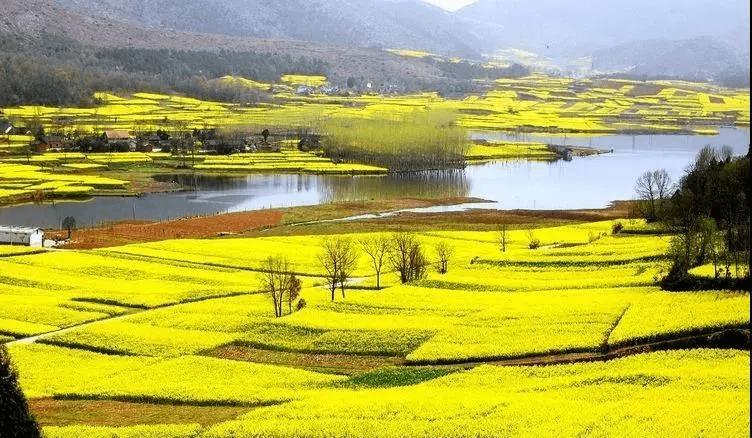 西安至汉中油菜花海高铁旅游列车正式开通!最全观花线路一睹为快