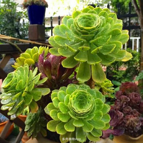 下面这个君美丽