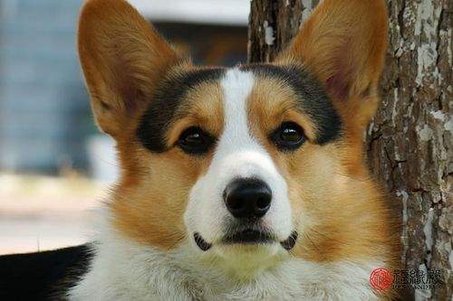 属狗男是什么性格特点