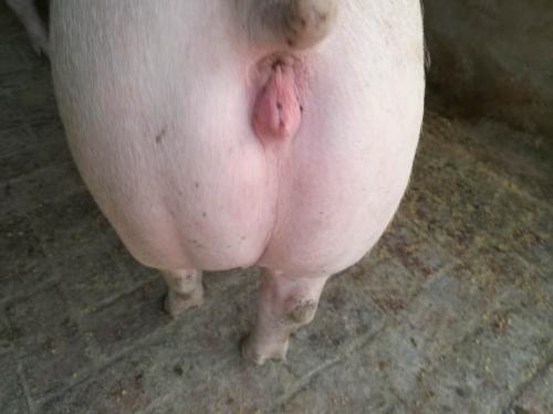 后备母猪能喂妊娠料吗?