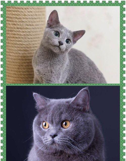 如果把下面两只猫放在一起 可能有不少人分辨不出谁是俄罗斯蓝猫,谁是