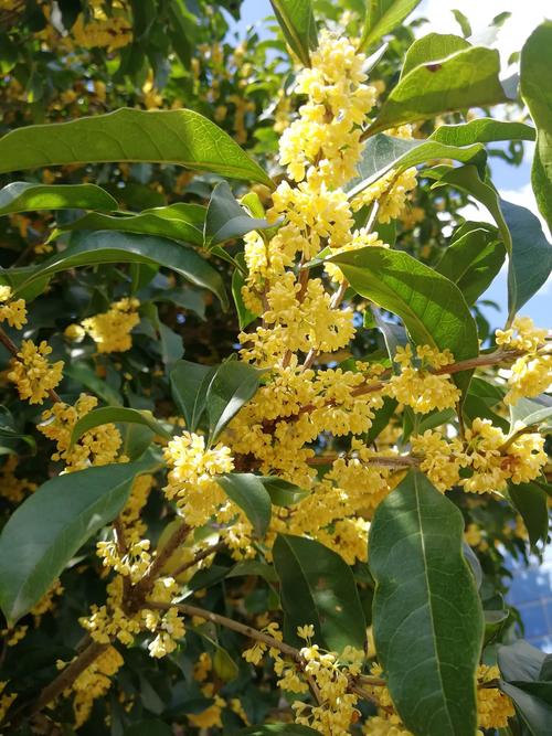 我家门前桂花树