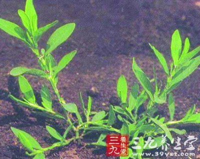 疳积药 - 中草药大全 - 三九养生堂(m.39yst.com)