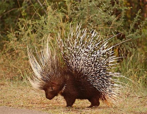 豪猪的生活习性 豪猪刺的作用与功效