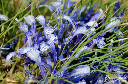 美丽的【细叶鸢尾】