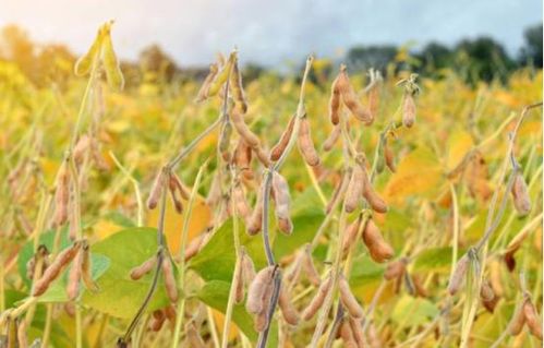 浅析提高大豆种植生产效益的栽培技术,从而增加生产效益