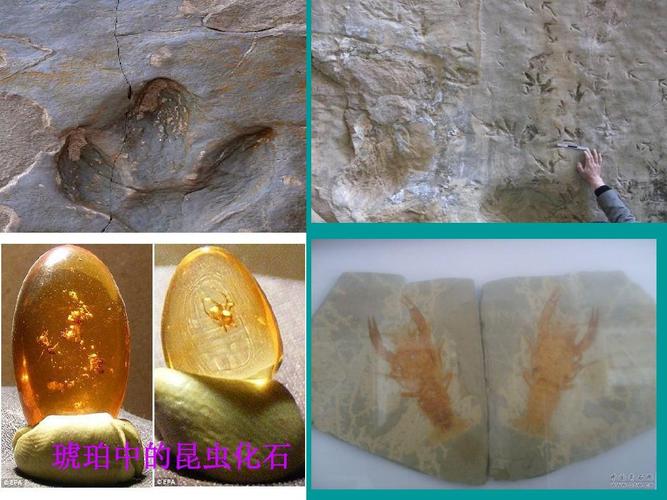 琥珀中的昆虫化石