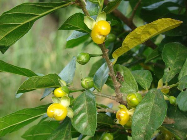 鹊肾果外形椭圆,像个黄色的玻璃球,有几片小叶子环绕包着成熟的果实