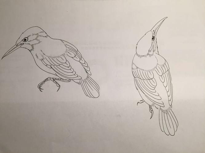 白描鸟类--陈挑挑的个人习作坑