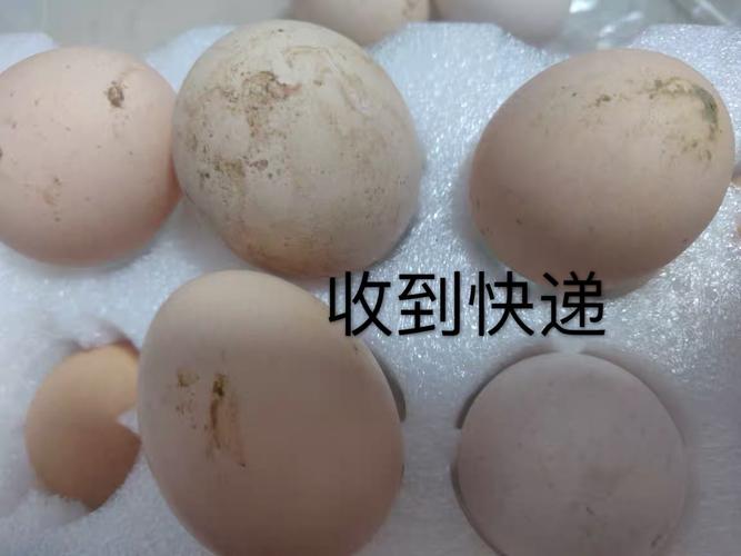 其它 孵小鸡观察记录 写美篇 记孵蛋过程 8月7日星期五孵化第一天