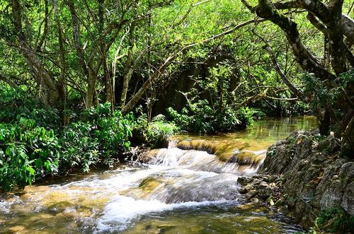 而水上森林里面的千株万木,全都植根于水中的顽石上,又透过顽石扎根于