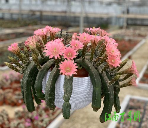 鹿角柱属 富丽虾sciurus v floresii 实生小球 高3-4厘米