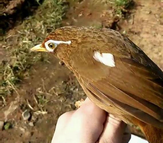 如何避免画眉鸟出现"白毛","花羽"的产生