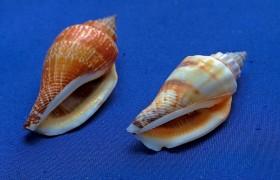 漂亮的贝壳图片贝壳海贝壳