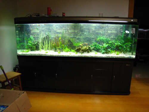 鱼缸铺沙底还是裸缸好?