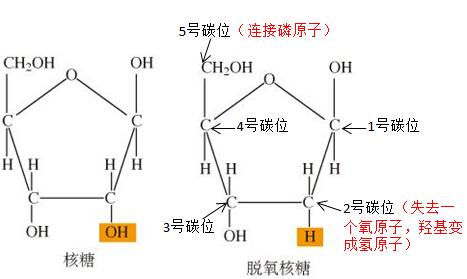 脱氧核苷酸几号碳位上脱氧? 能否图示一下