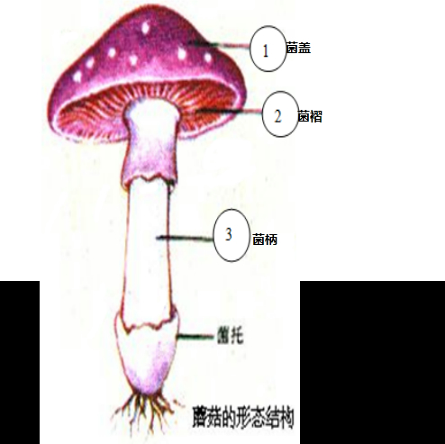 因此蘑菇用孢子繁殖后代. 故答案为