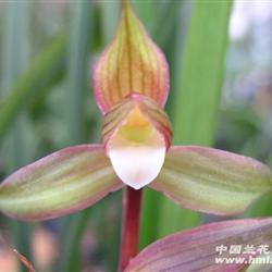 漂亮麻壳素