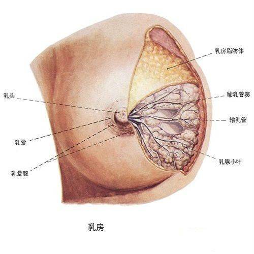 乳房结节怎么查?