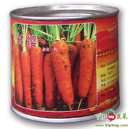 北京丰台_供应长樱杂交胡萝卜种子