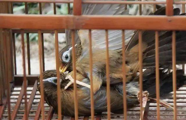 【鸟友汇】激战 | 画眉经典打斗五十招