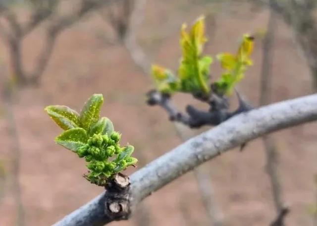 今年花椒蚜虫来势凶猛,该如何科学防治?