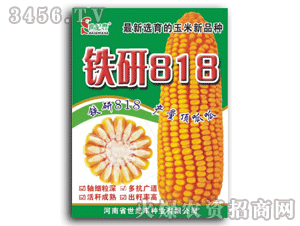玉米种子-铁研818-世纪丰