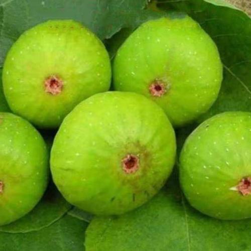 青皮无花果树苗 青皮无花果苗 当年结果 现挖苗 保湿发货 保证成活率